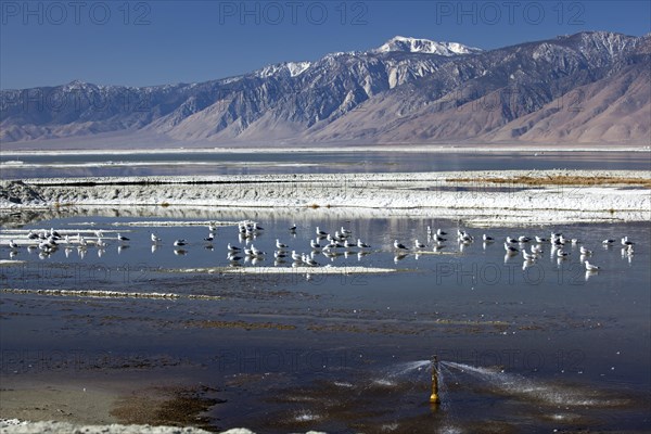 Birds in Owens Lake