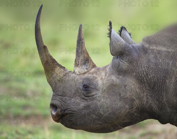 Black Rhinoceros (Diceros bicornis)