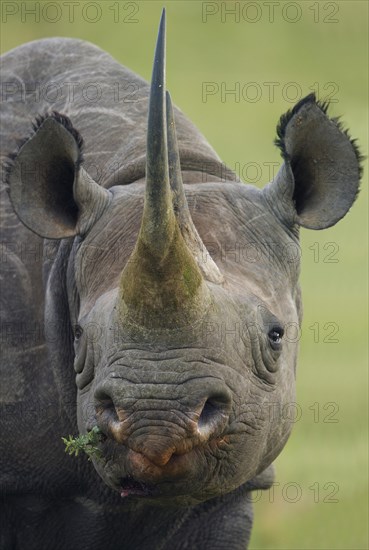 Black Rhinoceros (Diceros bicornis)