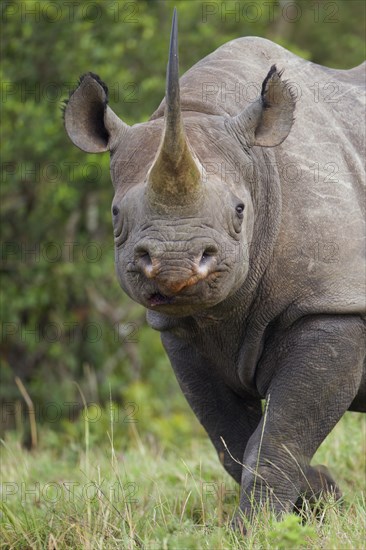 Black Rhinoceros (Diceros bicornis)