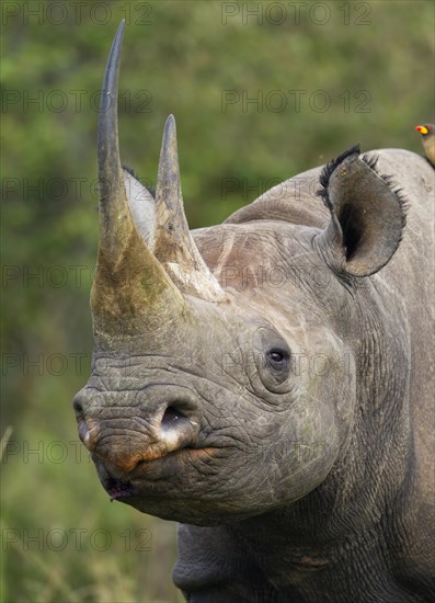 Black Rhinoceros (Diceros bicornis)