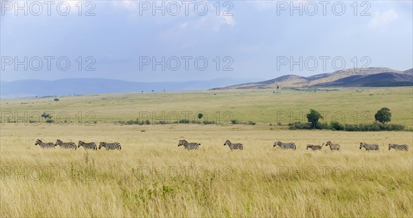 Grant's Zebras (Equus quagga boehmi)