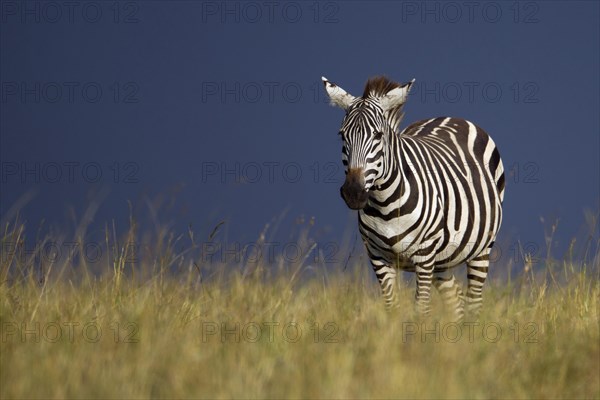 Grant's Zebra (Equus quagga boehmi) during a gathering storm