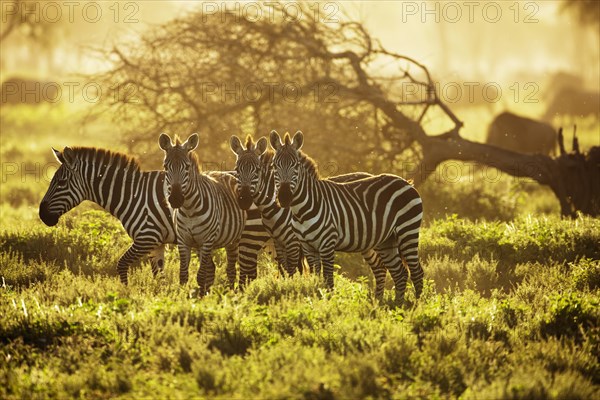 Grant's Zebras (Equus quagga boehmi) in the evening light