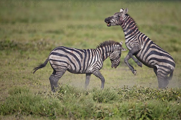 Grant's Zebras (Equus quagga boehmi)