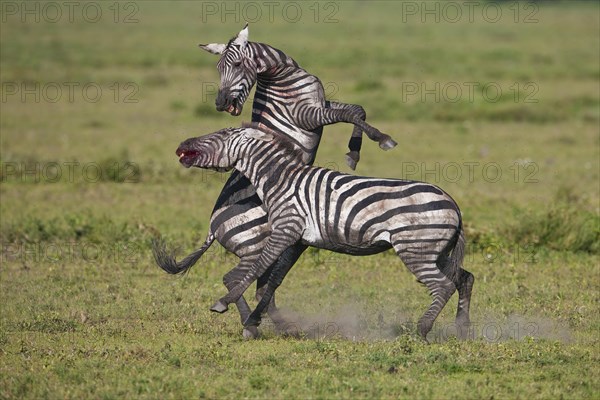 Grant's Zebras (Equus quagga boehmi)