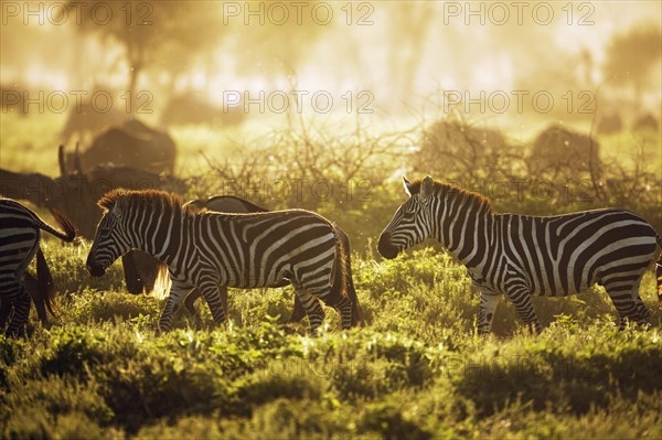 Grant's Zebras (Equus quagga boehmi) in the evening light
