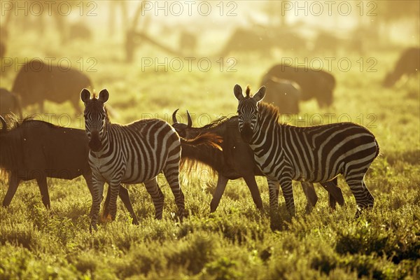 Grant's Zebras (Equus quagga boehmi) in the evening light