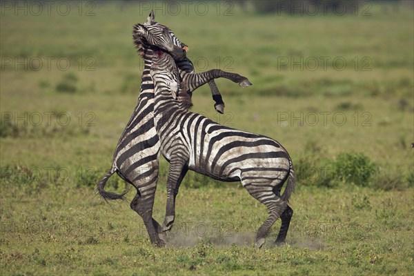 Grant's Zebras (Equus quagga boehmi)