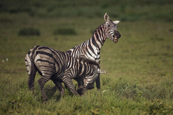 Grant's Zebras (Equus quagga boehmi)