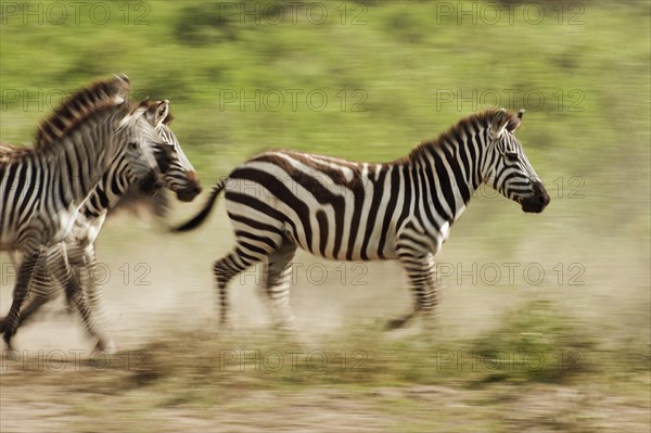 Grant's Zebras (Equus quagga boehmi)