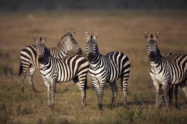 Grant's Zebras (Equus quagga boehmi) in the evening light