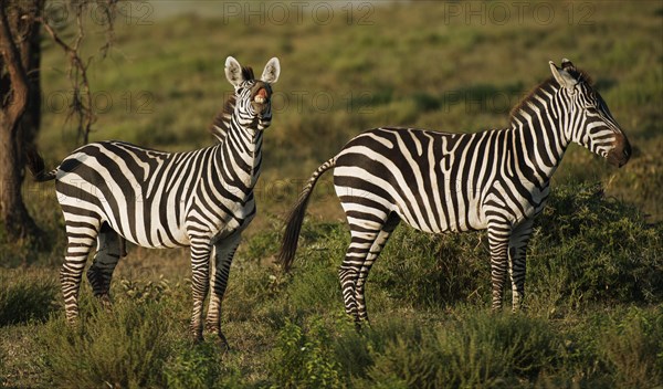 Grant's Zebras (Equus quagga boehmi)