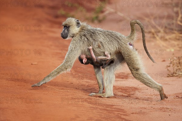 Olive Baboons or Anubis Baboons (Papio anubis)