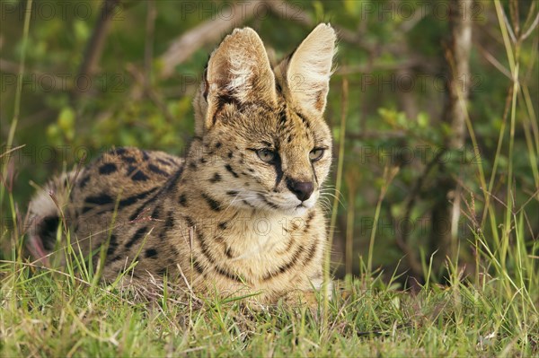 Serval (Leptailurus serval)