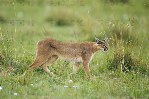 Caracal or Desert Lynx (Caracal caracal)