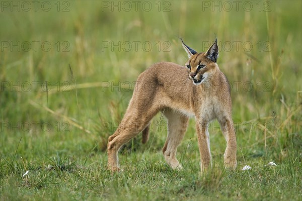 Caracal or Desert Lynx (Caracal caracal)