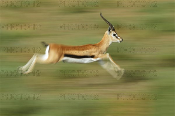 Thomson's Gazelle (Eudorcas thomsonii)
