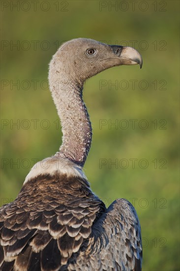 Rueppell's Vulture or Rueppell's Griffon Vulture (Gyps rueppellii)