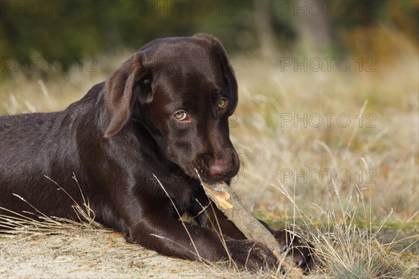 Chocolate Labrador Retriever