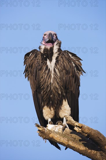 Lappet-faced Vulture or Nubian Vulture (Torgos tracheliotus)