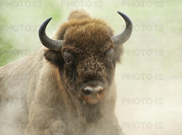 European Bison (Bison bonasus) in the whirling dust
