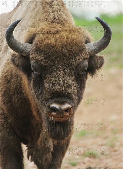 European Bison (Bison bonasus)