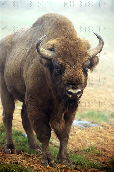 European Bison (Bison bonasus)