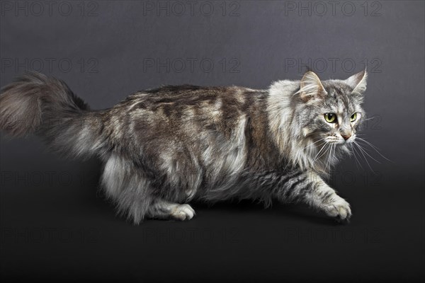 Maine Coon in motion