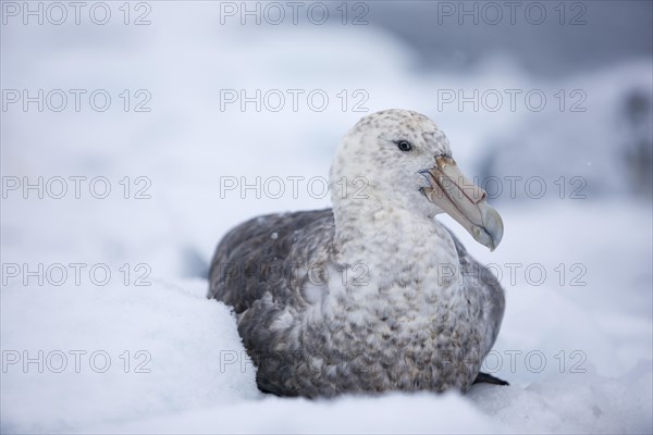 Skua (Stercorarius sp.) on an ice floe