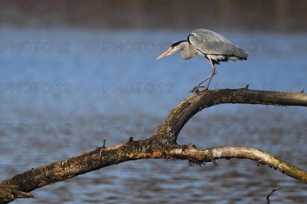 Grey Heron (Ardea cinerea) standing on a tree branch