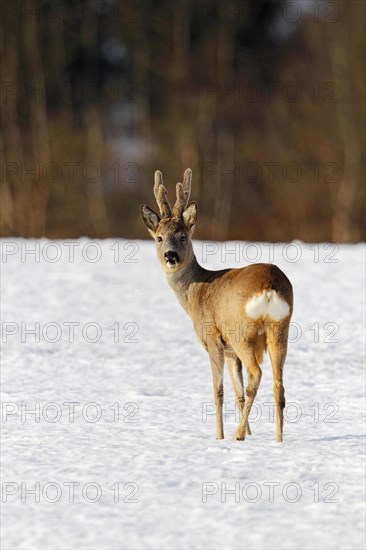 Roebuck (Capreolus capreolus) in velvet