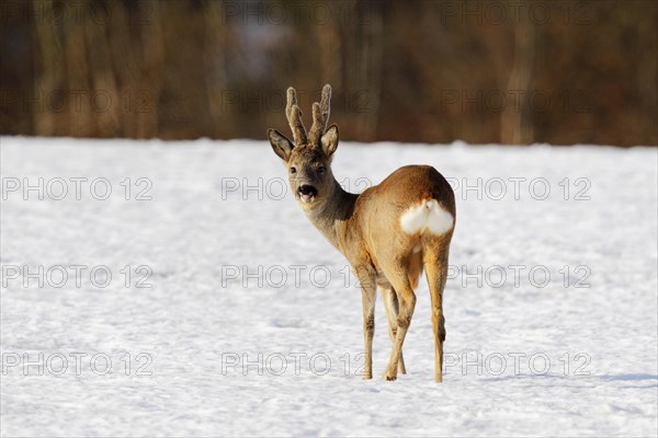 Roebuck (Capreolus capreolus) in velvet