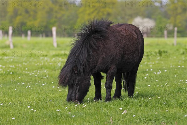 Black miniature Shetland pony