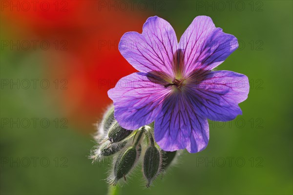 Broad-petaled Geranium