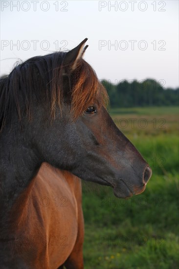Icelandic horse in the last evening light