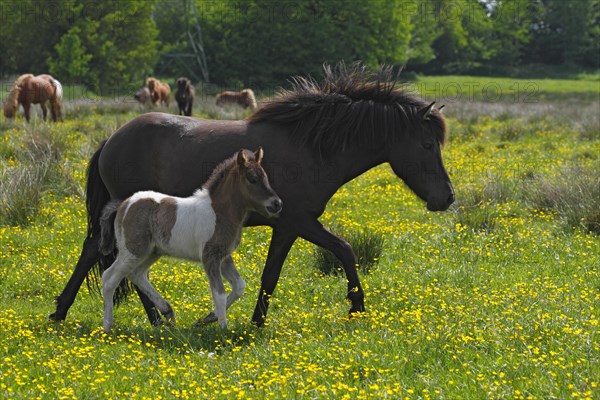 Icelandic horses