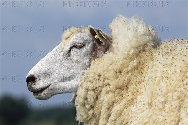Domestic sheep (Ovis orientalis aries) with an ear tag