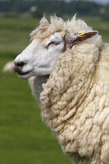Domestic sheep (Ovis orientalis aries) with an ear tag