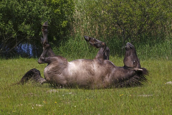 Konik Horse or Polish Primitive Horse