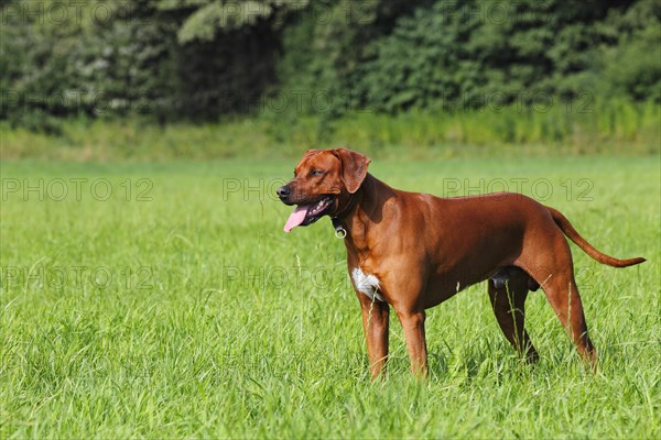 Young Rhodesian Ridgeback dog standing on a meadow