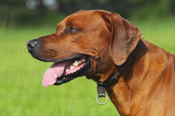 Young Rhodesian Ridgeback dog