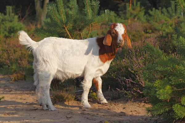 Boer goat