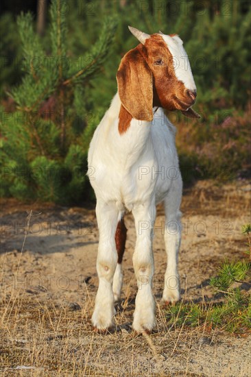 Boer goat