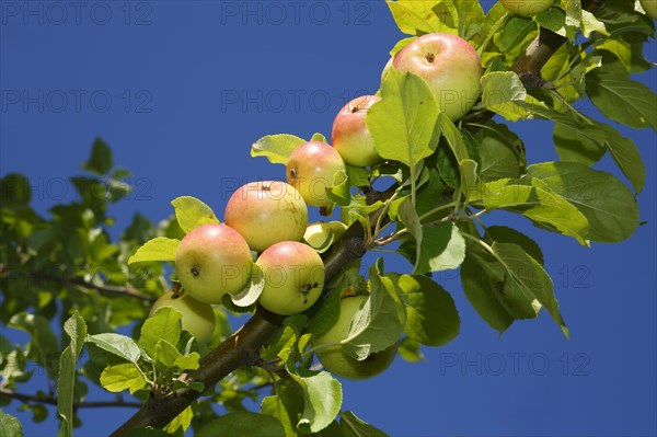 Apples on an apple tree