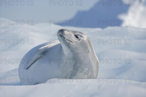 Leopard Seal (Hydrurga leptonyx) lying on an ice floe