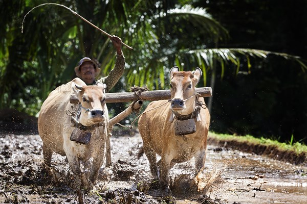 Indonesian farmer plowing a rice field with oxen