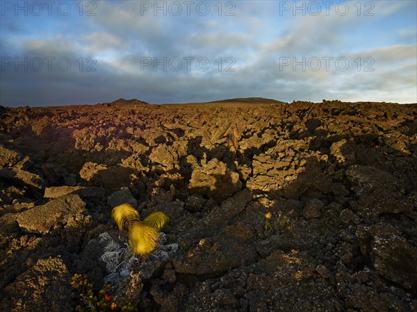 Lava rocks in the last evening light