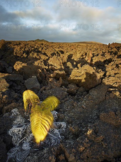 Lava rocks in the evening light