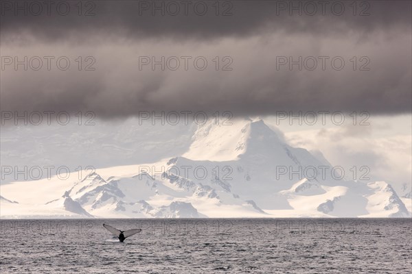 Fluke of a Humpback Whale (Megaptera novaeangliae)